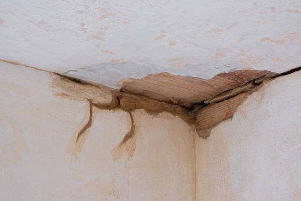 Best Mold removal after water damage  in Owosso, MI